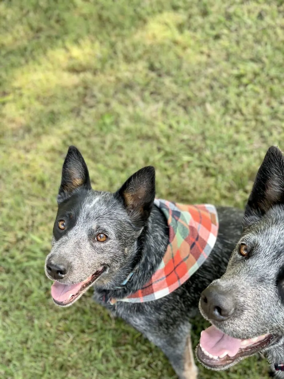 Corn Maze Flannel Dog Bandana