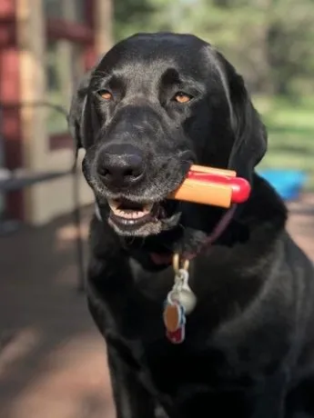 Nylon Hot Dog Chew Toy